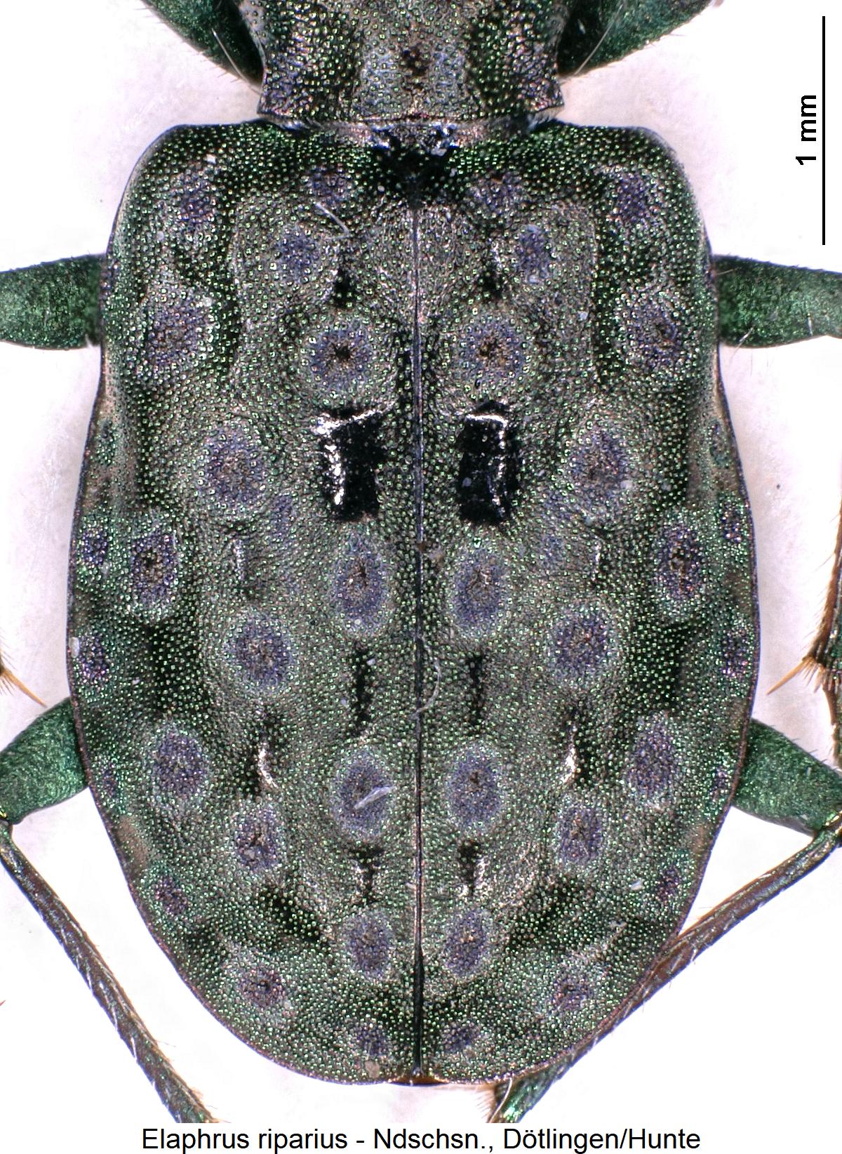 elaphrus_riparius_fld1.jpg