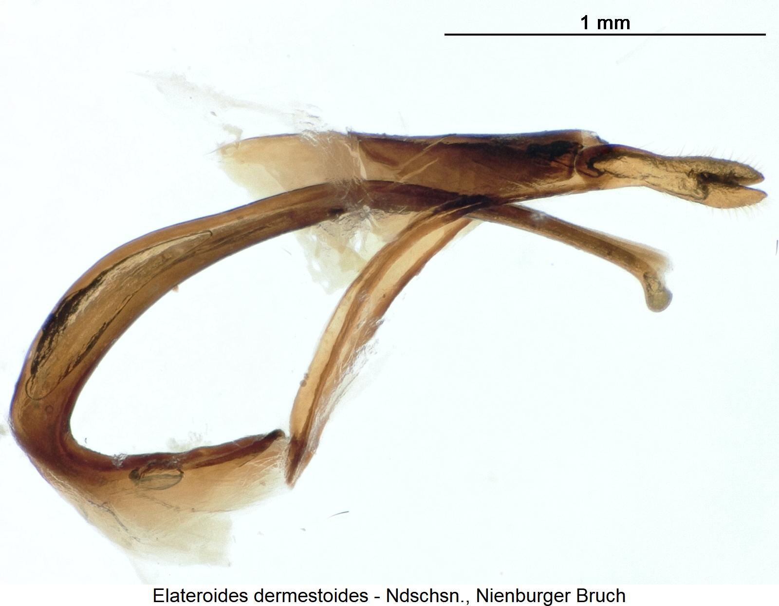 elateroides_dermestoides.jpg