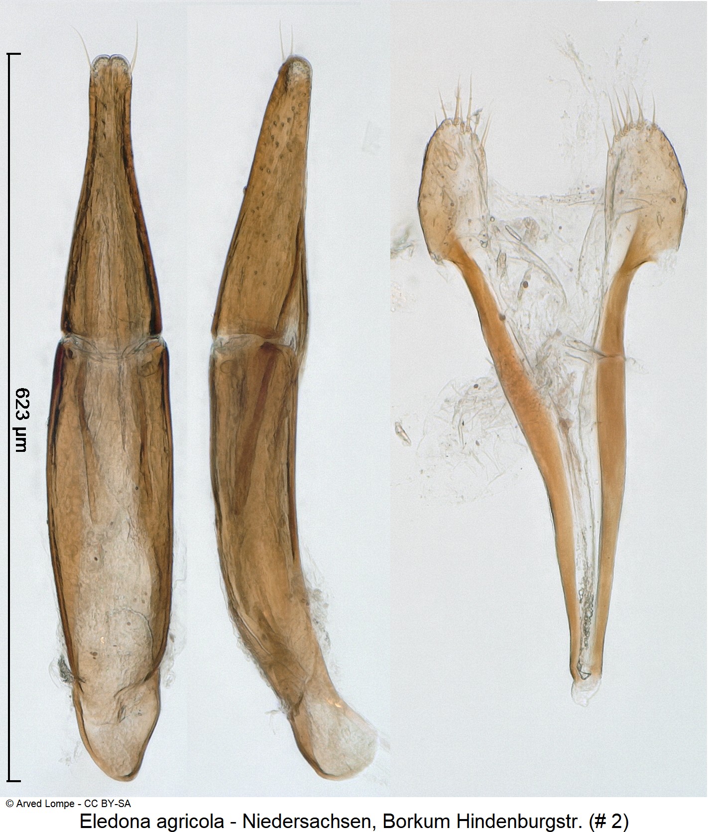 eledona_agricola_nr2_ck33142033.jpg
