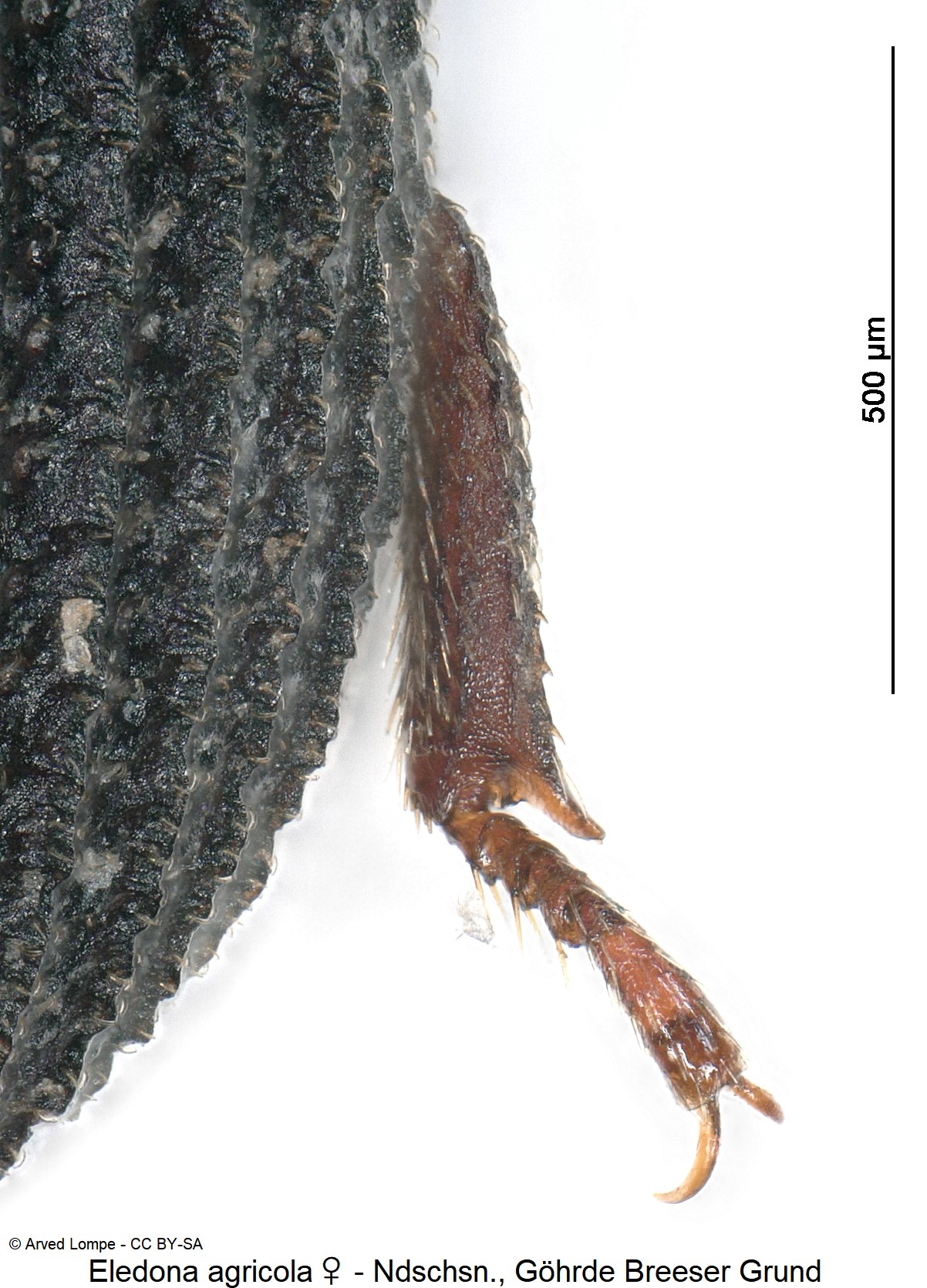 eledona_agricola_w_ck10165_hschn.jpg