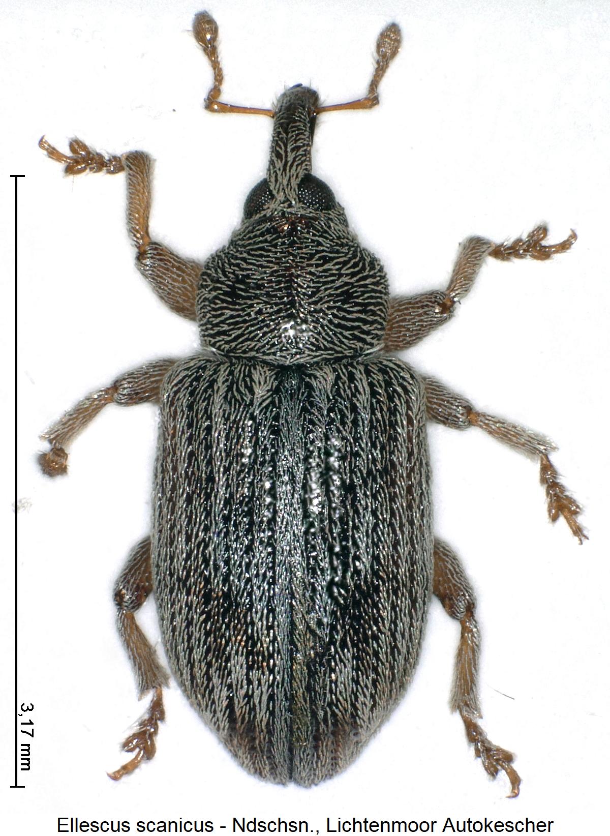 ellescus_scanicus_hab2.jpg