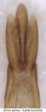 elmis_aenea4.jpg