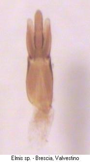 elmis_rioloides.jpg