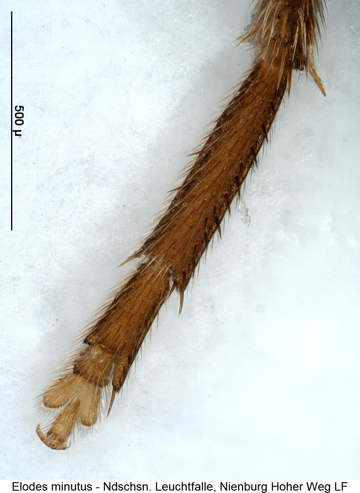elodes_minutus_htr.jpg