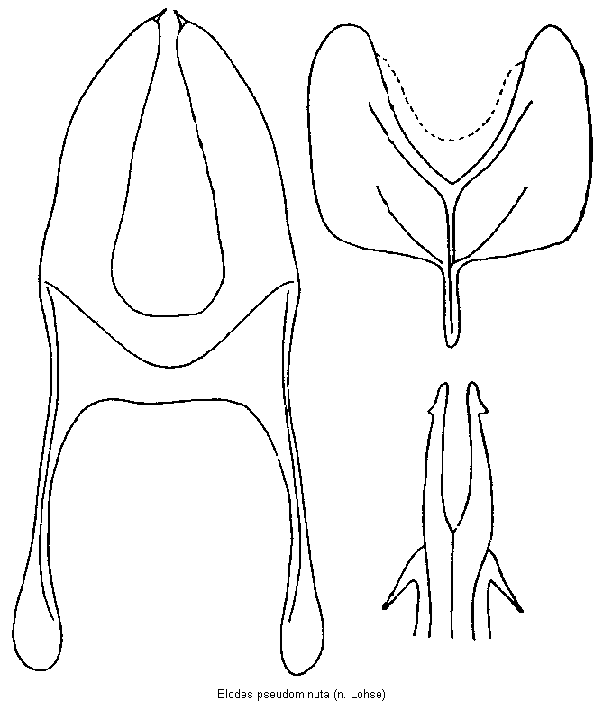 elodes_pseudominuta.gif