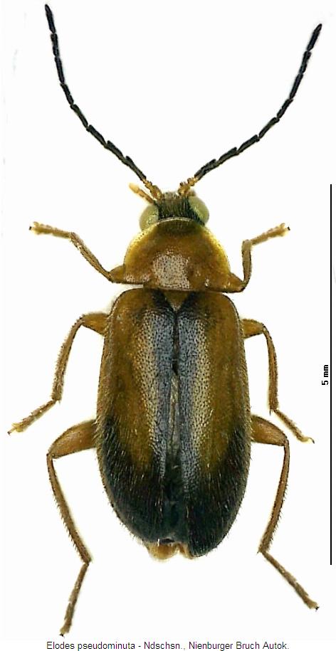 elodes_pseudominuta_hab.jpg