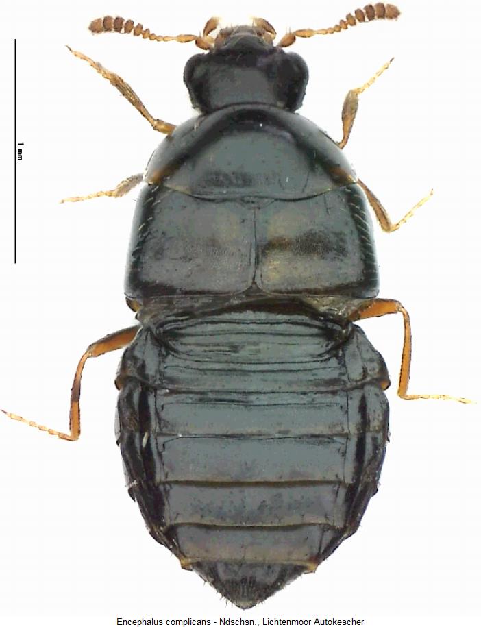 encephalus_complicans_hab.jpg