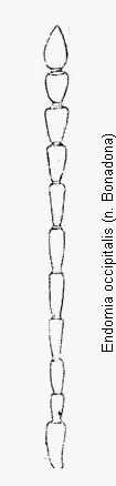 endomia_occipitalis_f.gif