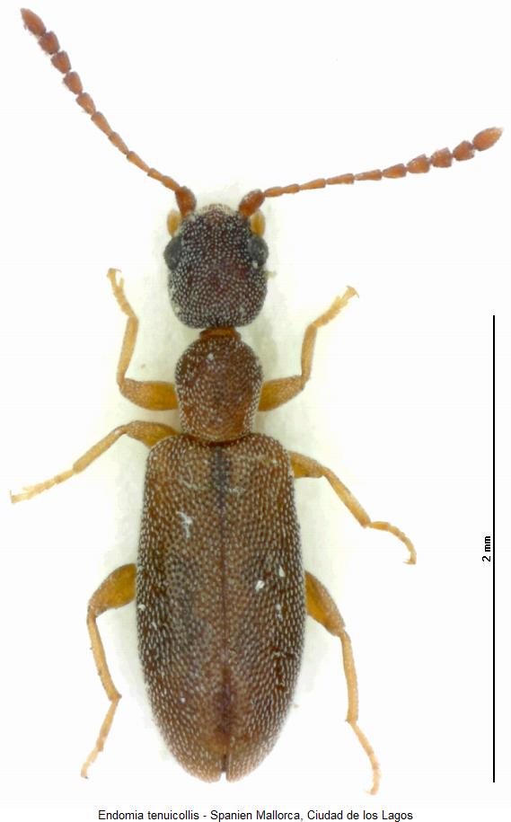endomia_tenuicollis_hab.jpg