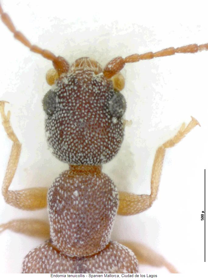 endomia_tenuicollis_vk.jpg