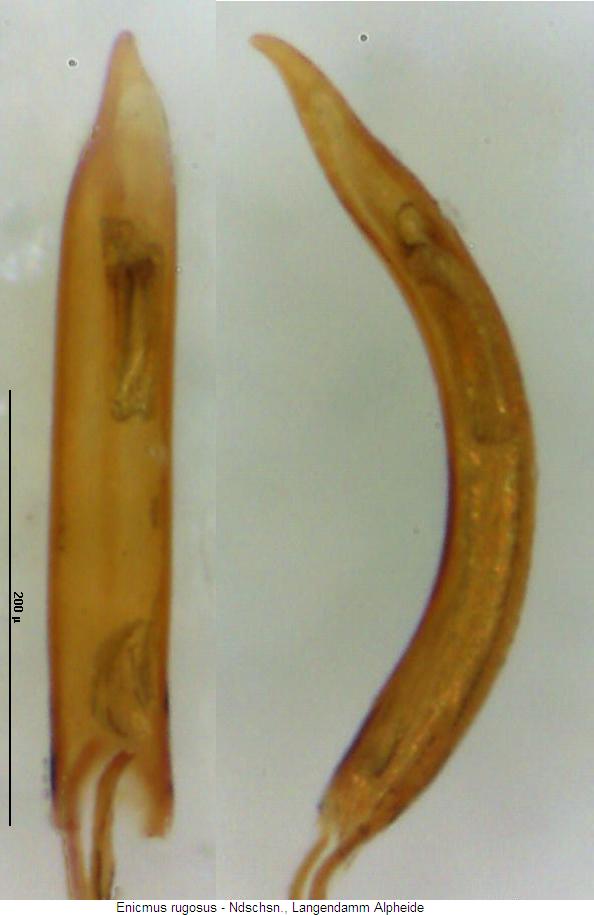 enicmus_rugosus.jpg