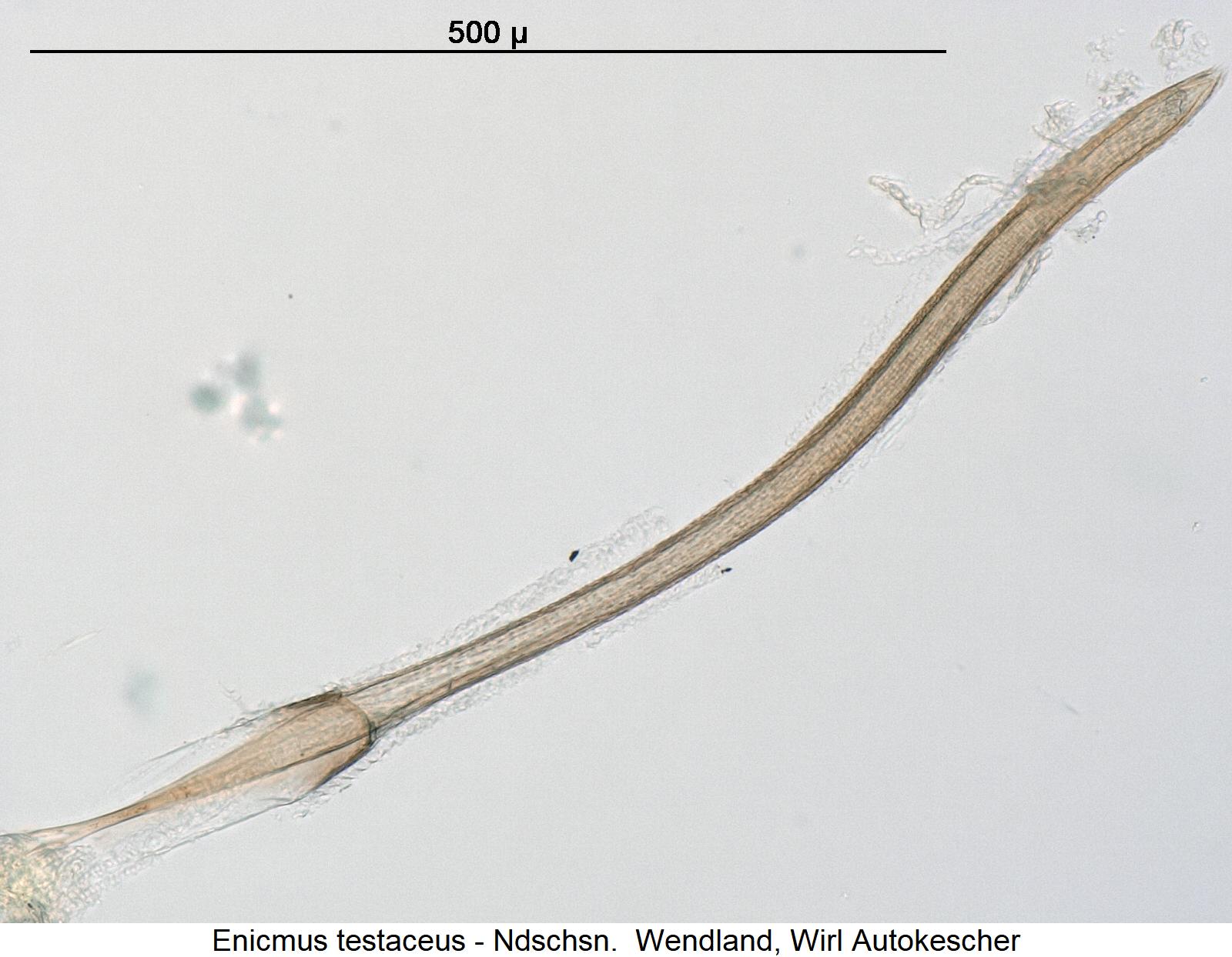 enicmus_testaceus.jpg