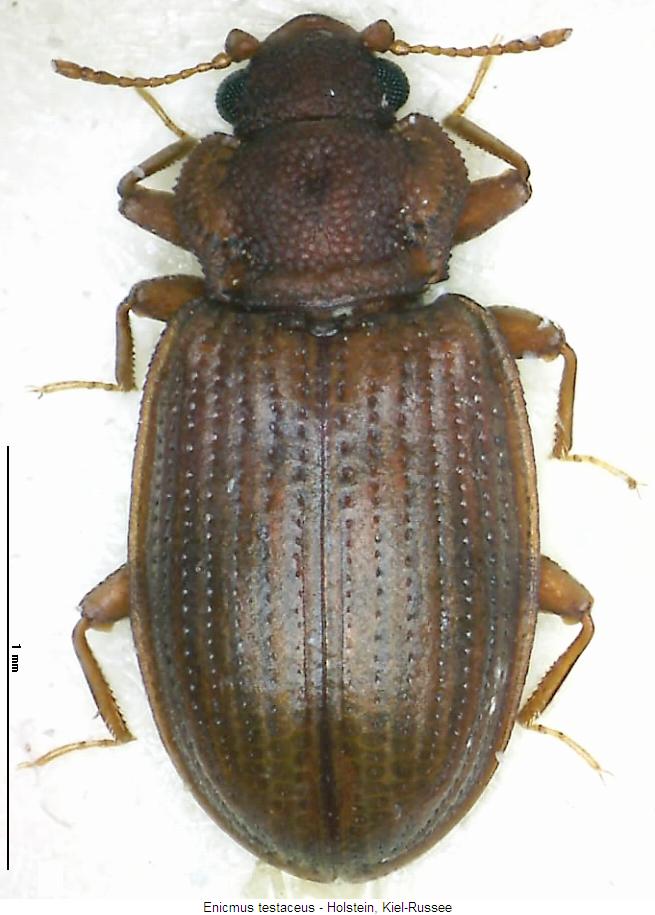enicmus_testaceus_hab.jpg