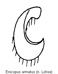 enicopus_armatus_hschn.gif