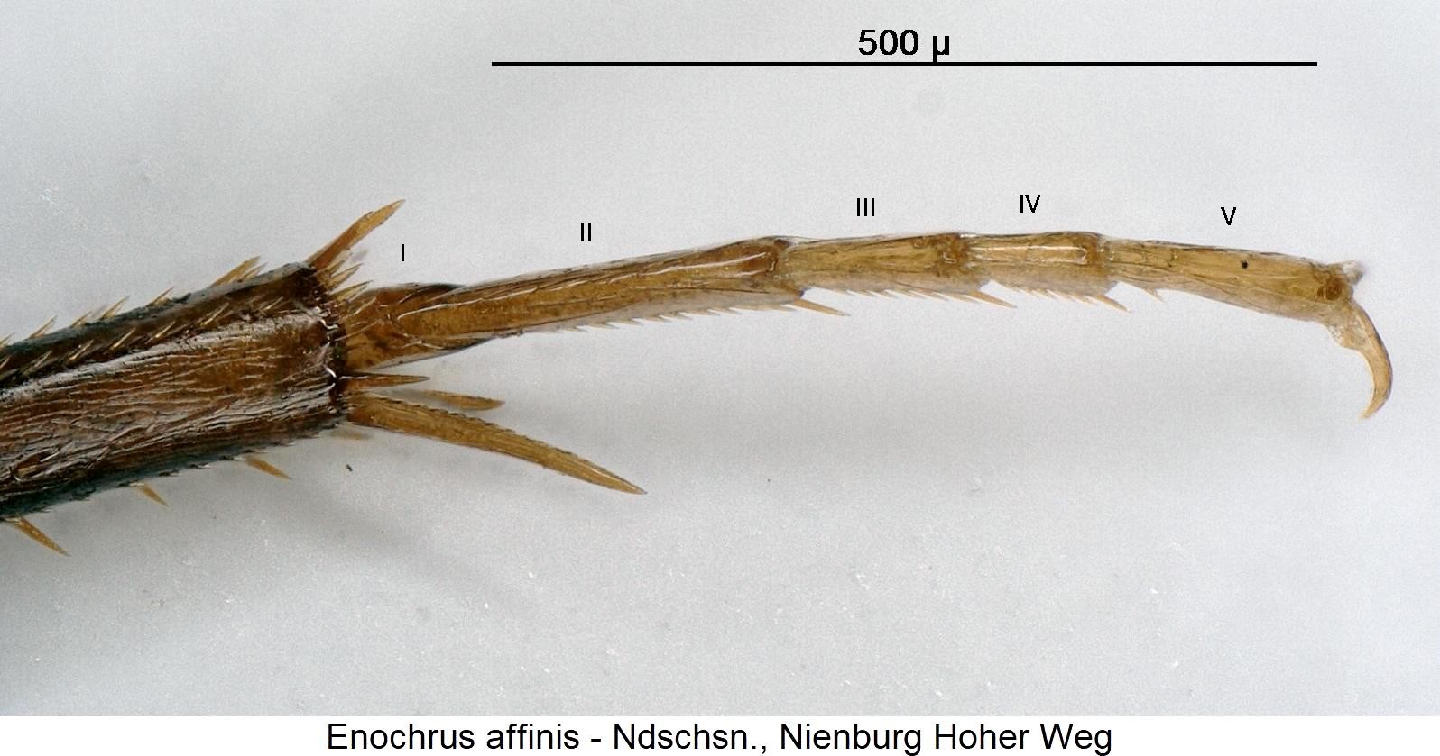 enochrus_affinis_htr.jpg