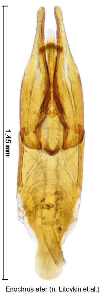 enochrus_ater.jpg