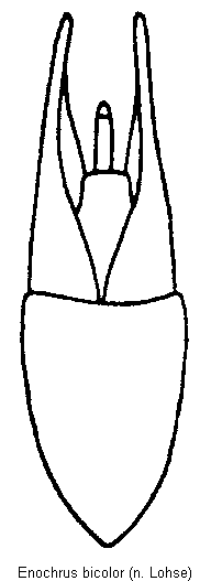 enochrus_bicolor.gif