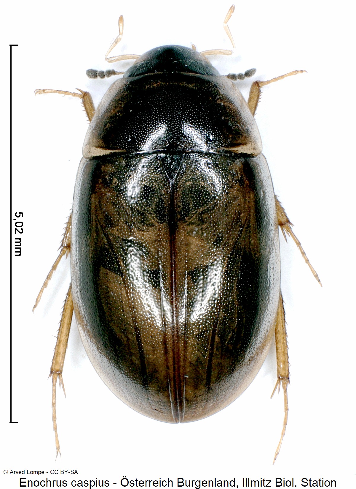 enochrus_caspius_ck28632578_hab.jpg