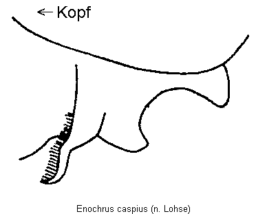 enochrus_caspius_vbr.gif