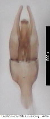 enochrus_coarctatus.jpg