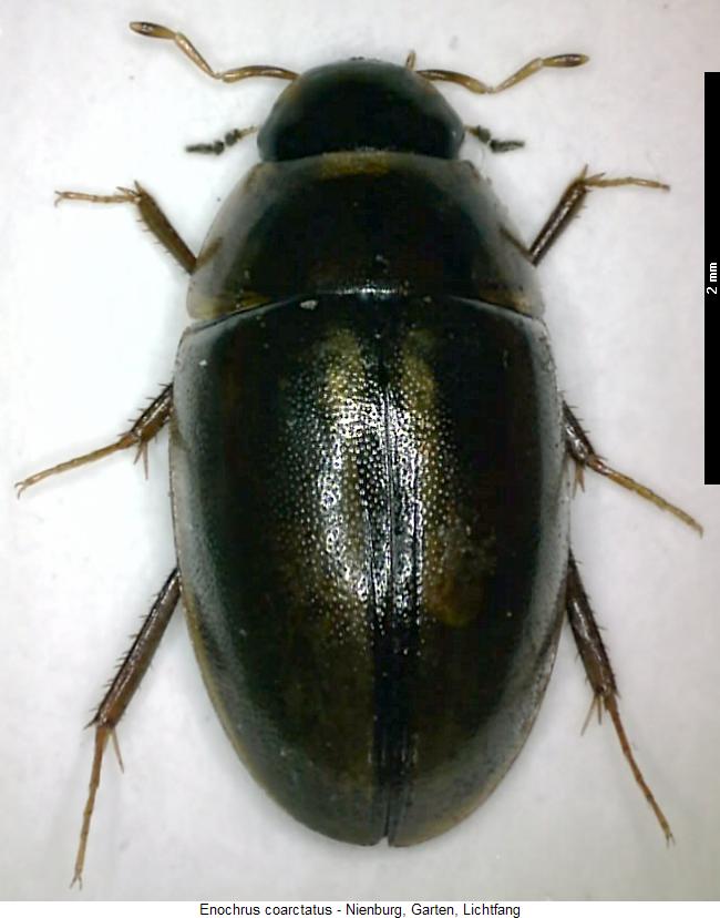 enochrus_coarctatus_hab.jpg