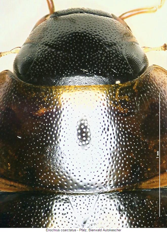 enochrus_coarctatus_hsch.jpg