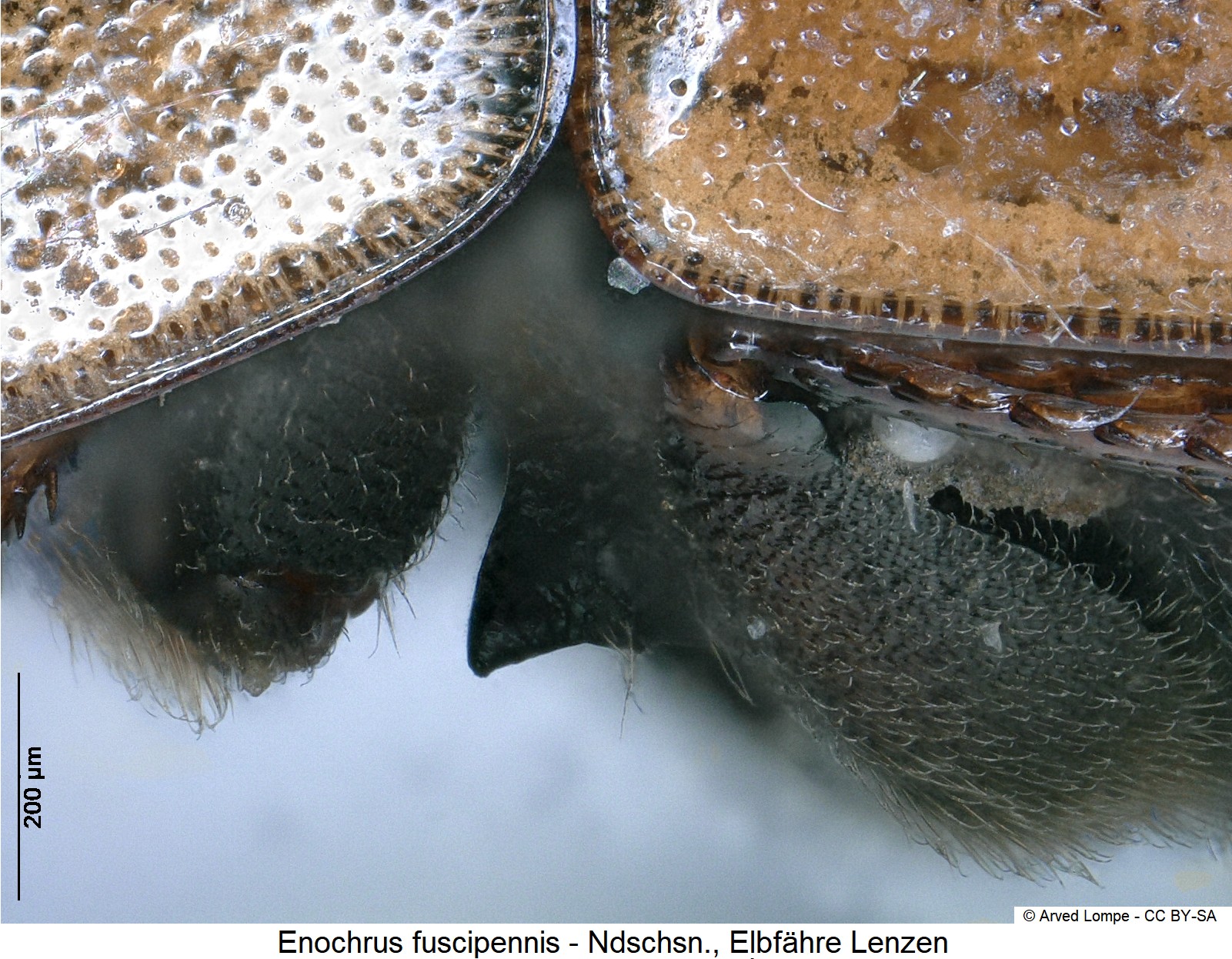 enochrus_fuscipennis_ck3271_mbr.jpg