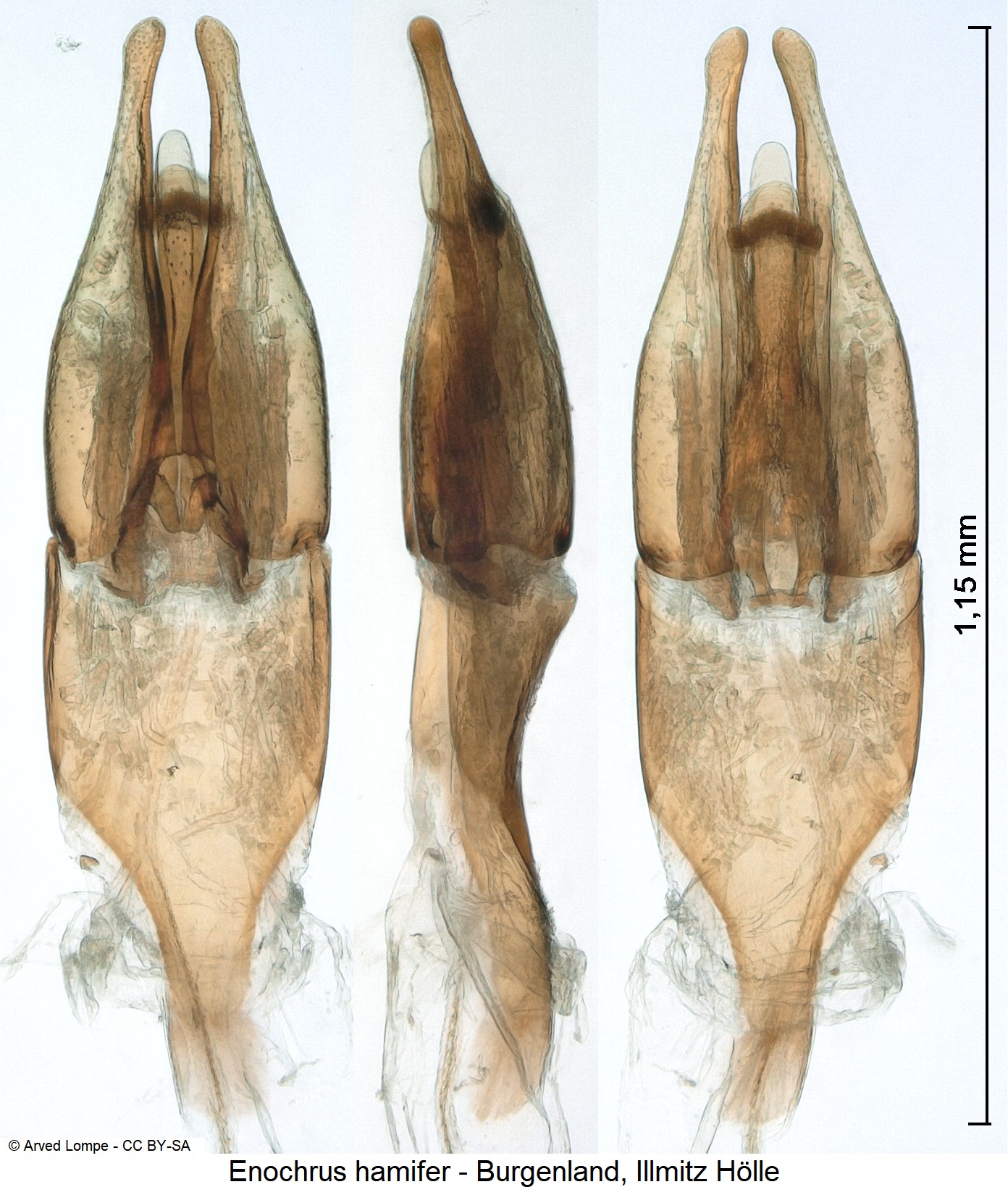enochrus_hamifer_ck3265.jpg