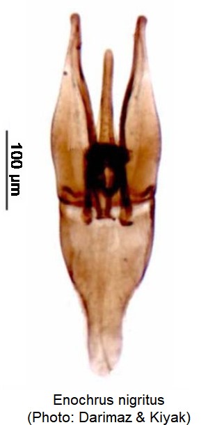 enochrus_nigritus.jpg