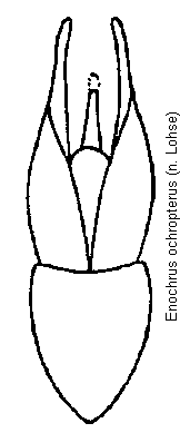 enochrus_ochropterus.gif
