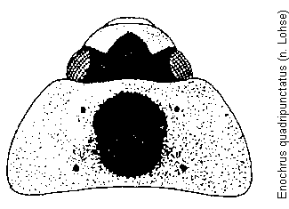 enochrus_quadripunctatus_hsch.gif