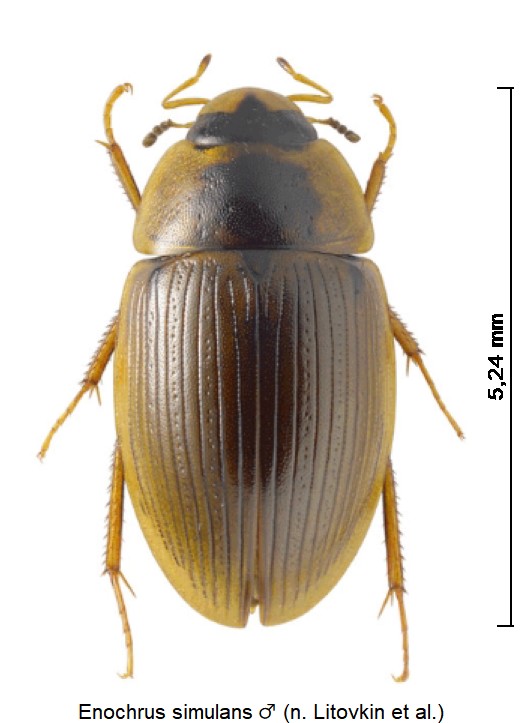 enochrus_simulans_hab.jpg