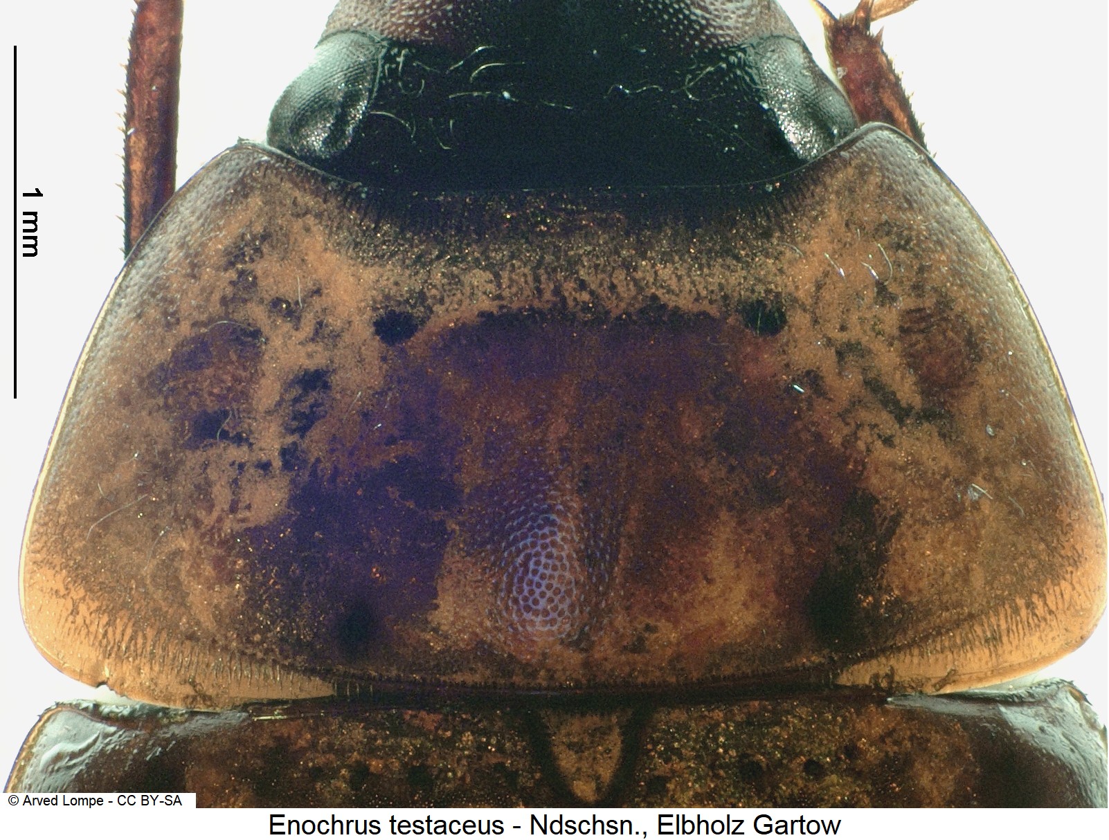 enochrus_testaceus_ck3278_hsch.jpg
