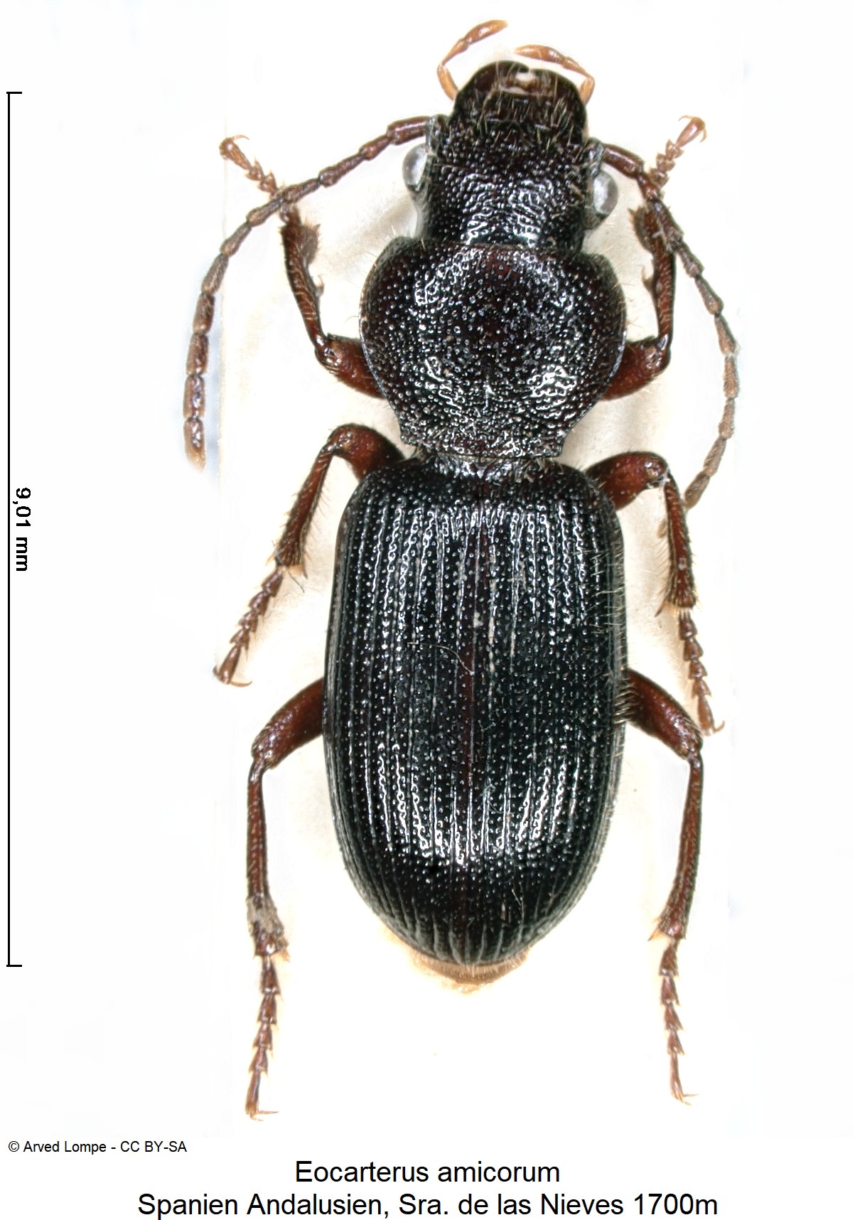 eocarterus_amicorum_ck18026_hab.jpg