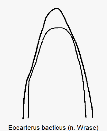 eocarterus_baeticus_penisspitze.gif