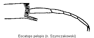 eocatops_pelopis_mtr.gif