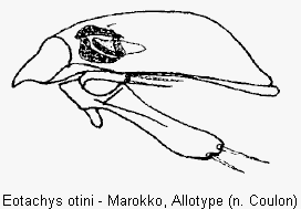 eotachys_otini.gif