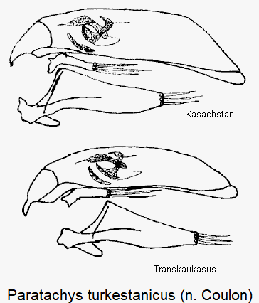 eotachys_turkestanicus.gif