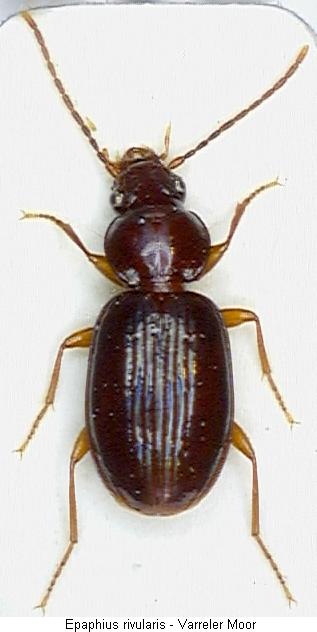 epaphius_rivularis_hab.jpg