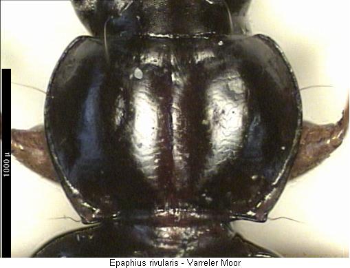 epaphius_rivularis_hsch.jpg