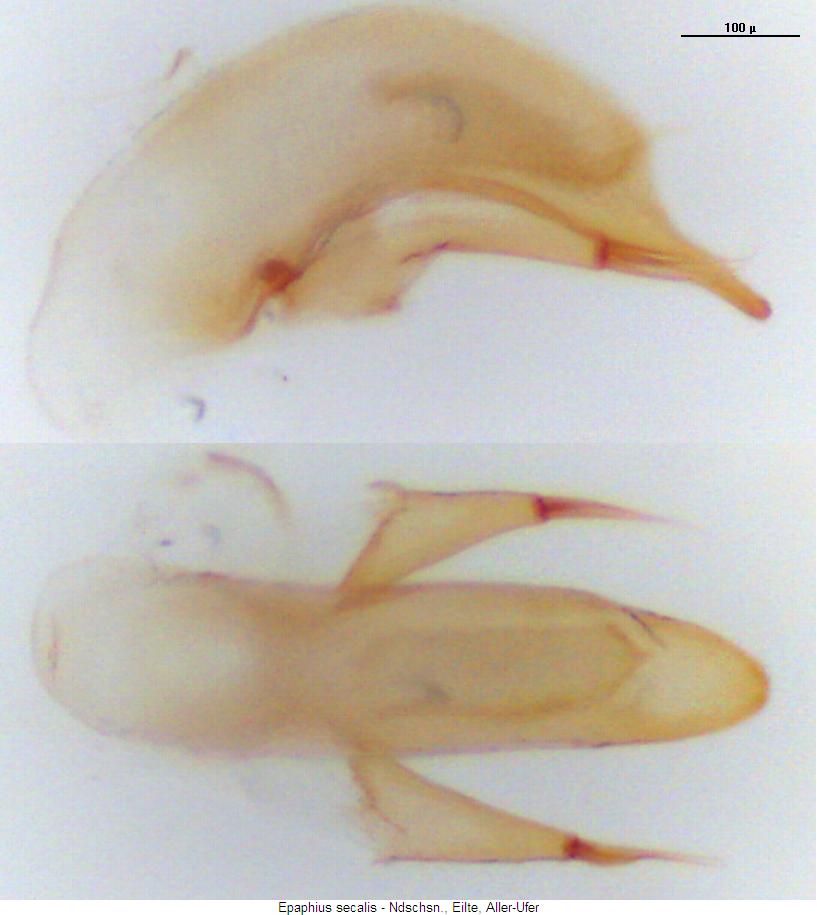 epaphius_secalis.jpg