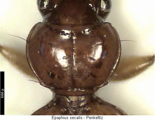 epaphius_secalis_hsch.jpg