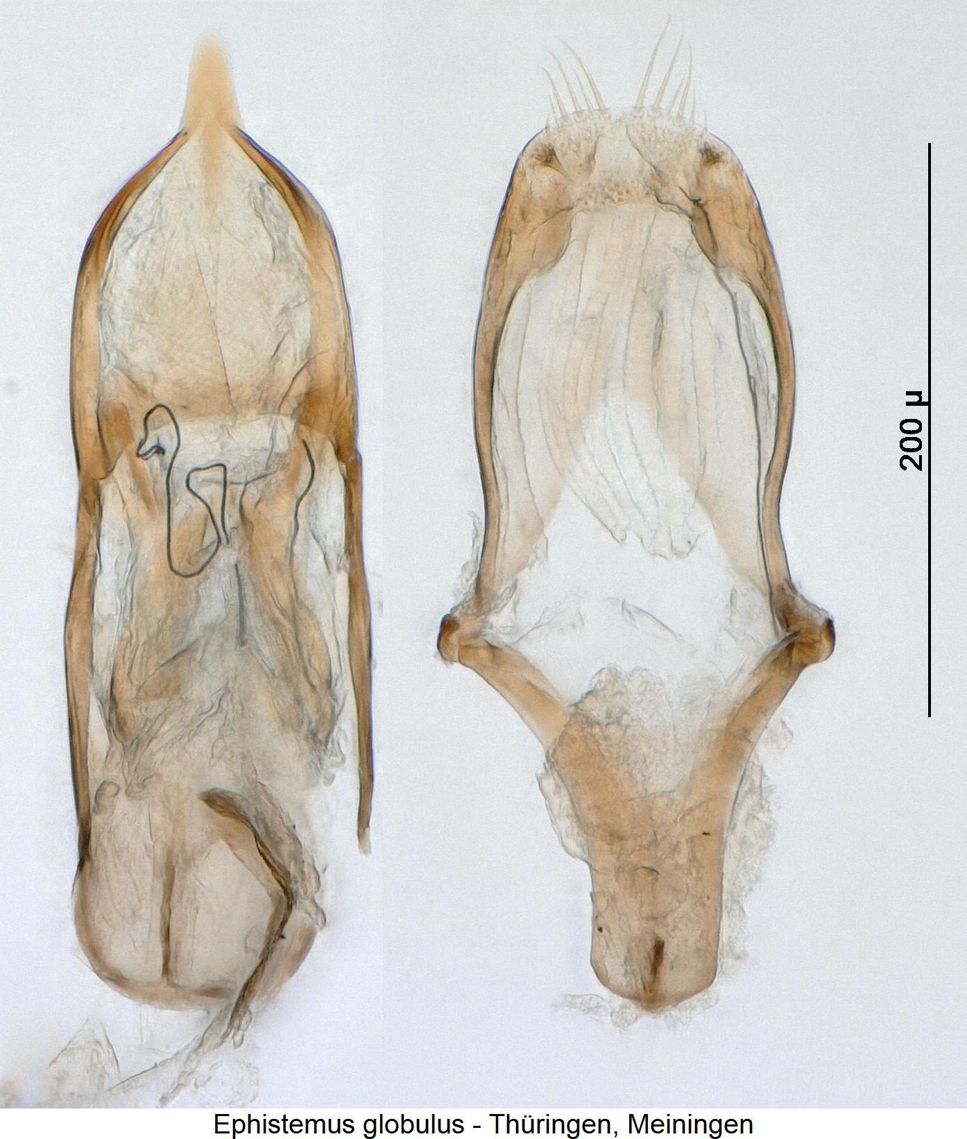 ephistemus_globulus2.jpg
