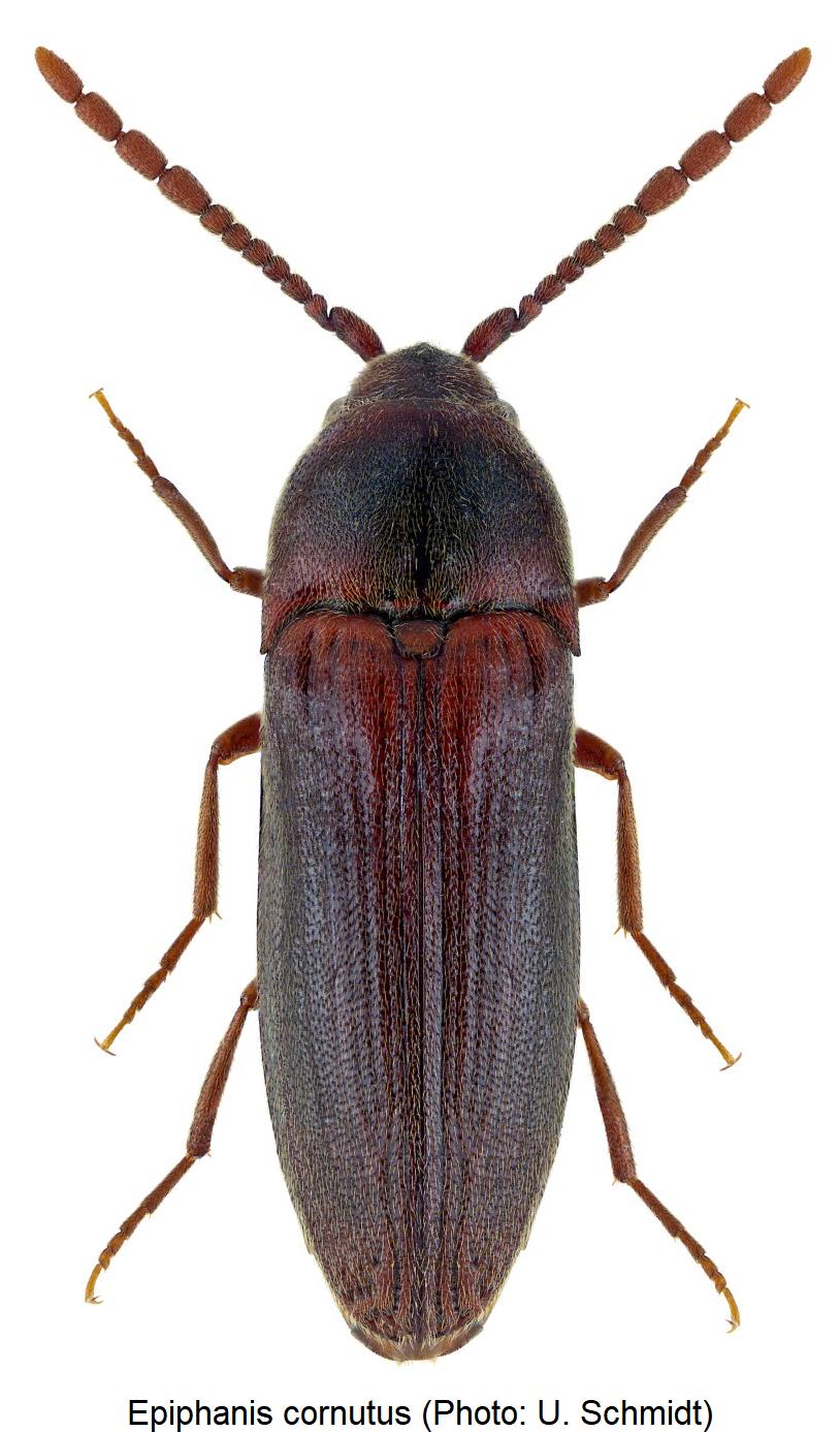 epiphanis_cornutus_hab.jpg