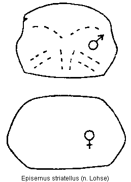 episernus_striatellus_hsch.gif