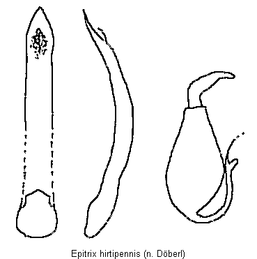 epitrix_hirtipennis.gif