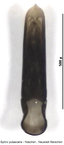epitrix_pubescens.jpg