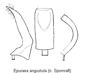 epuraea_angustula.gif
