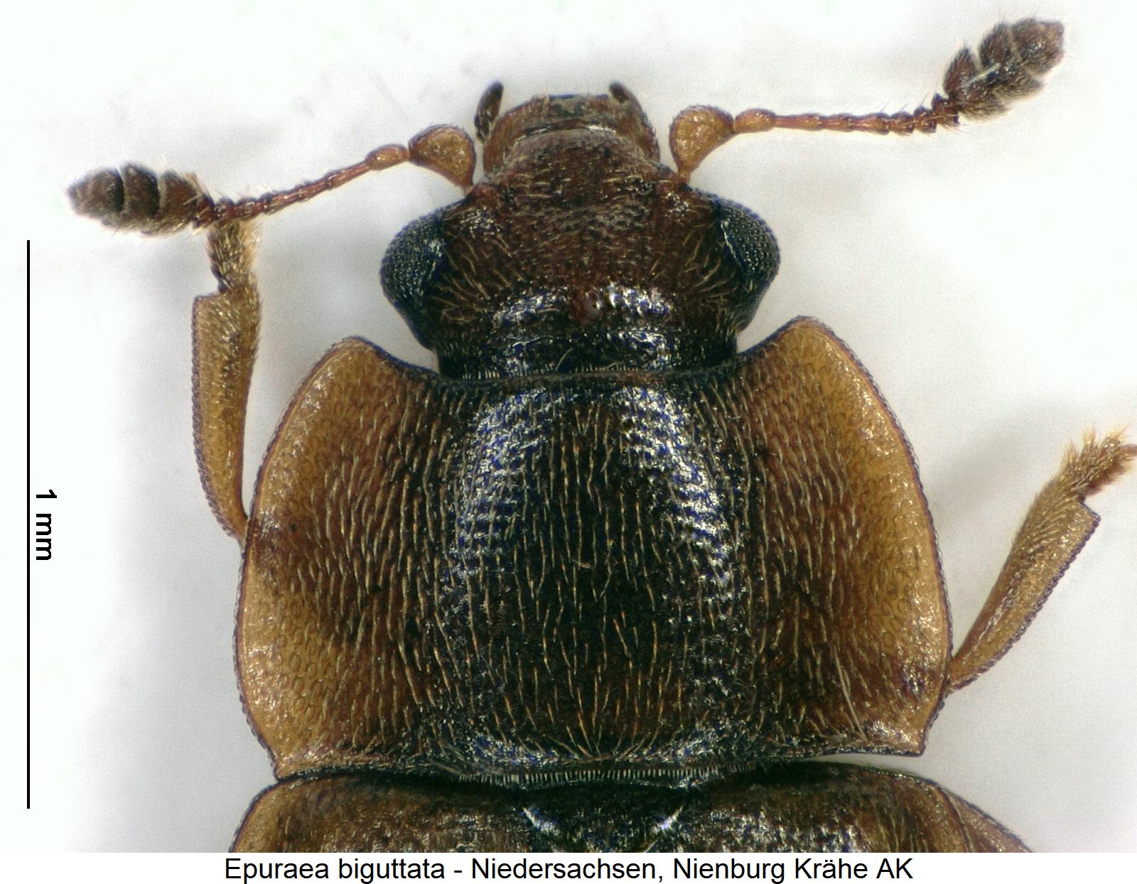 epuraea_biguttata_vk.jpg