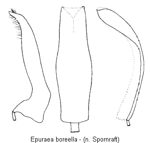 epuraea_boreella.gif